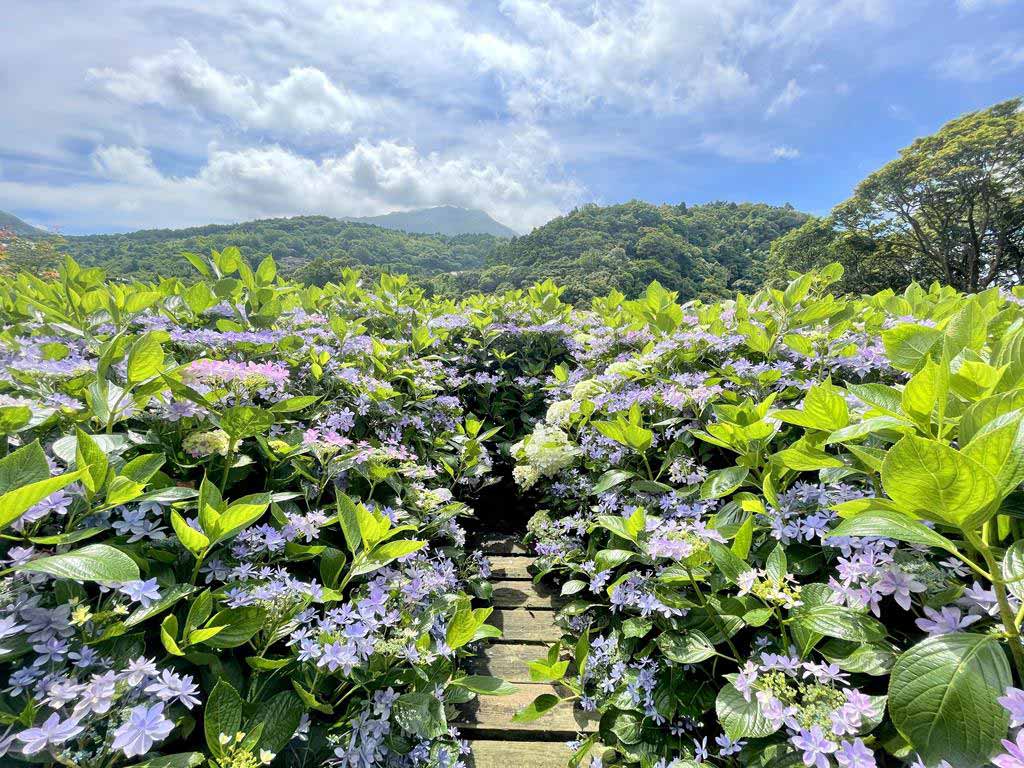 繡球花