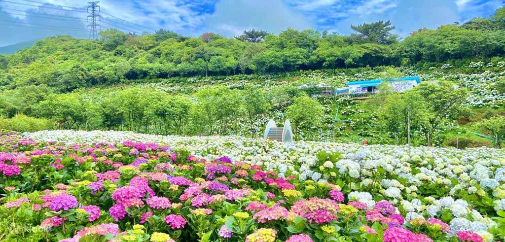 高家繡球花田