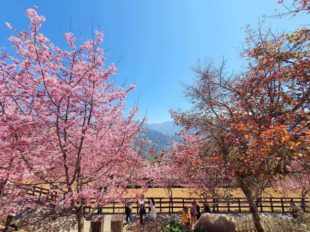 清境農場櫻花