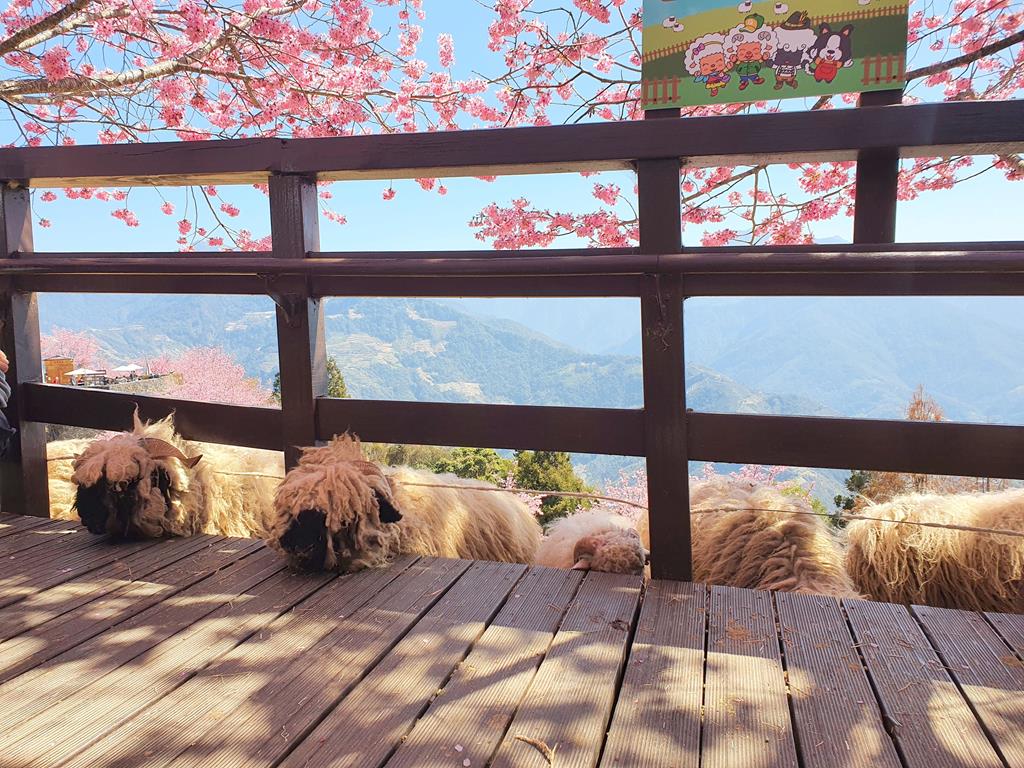 清境農場櫻花 