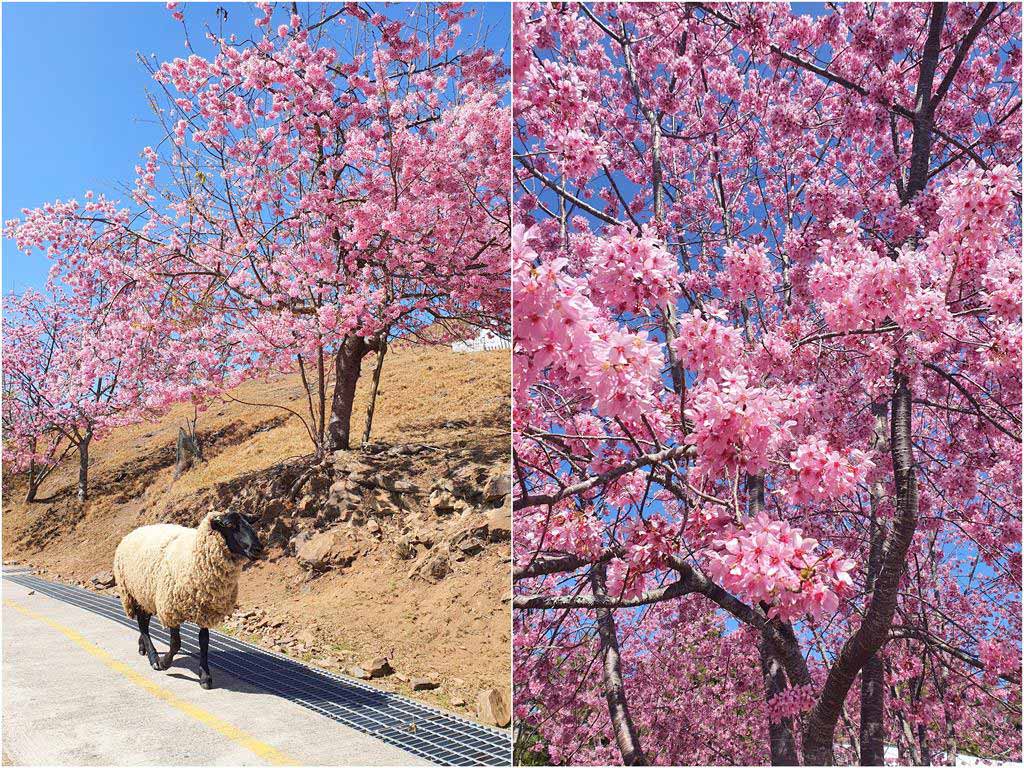清境農場櫻花
