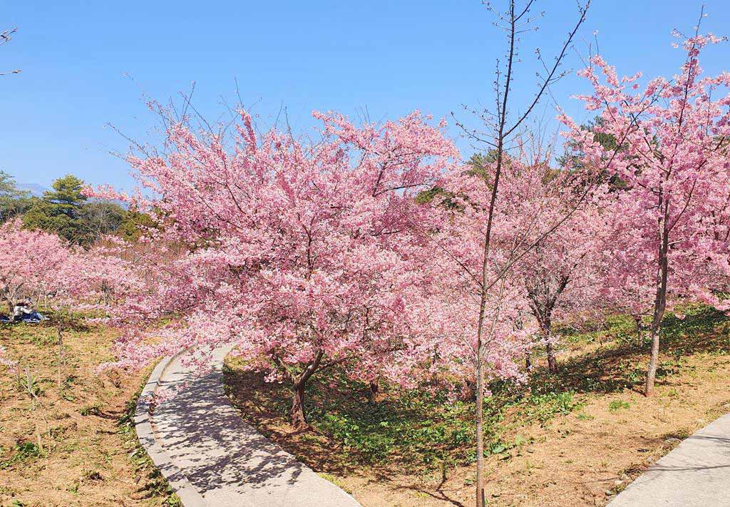 福壽山農場 櫻花