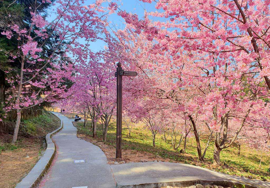福壽山農場 櫻花