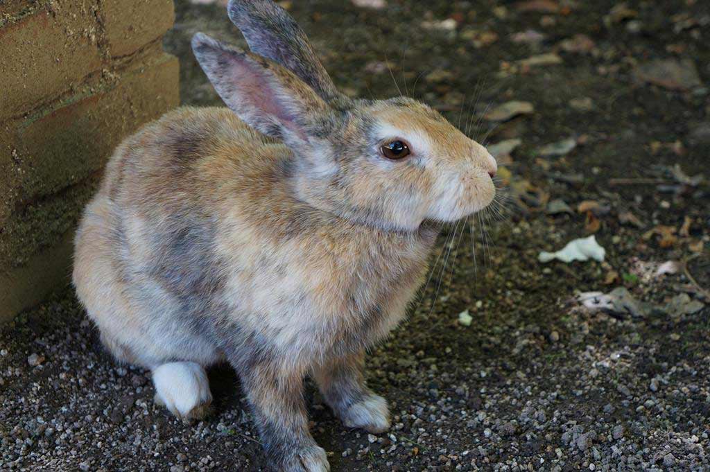 Okunoshima