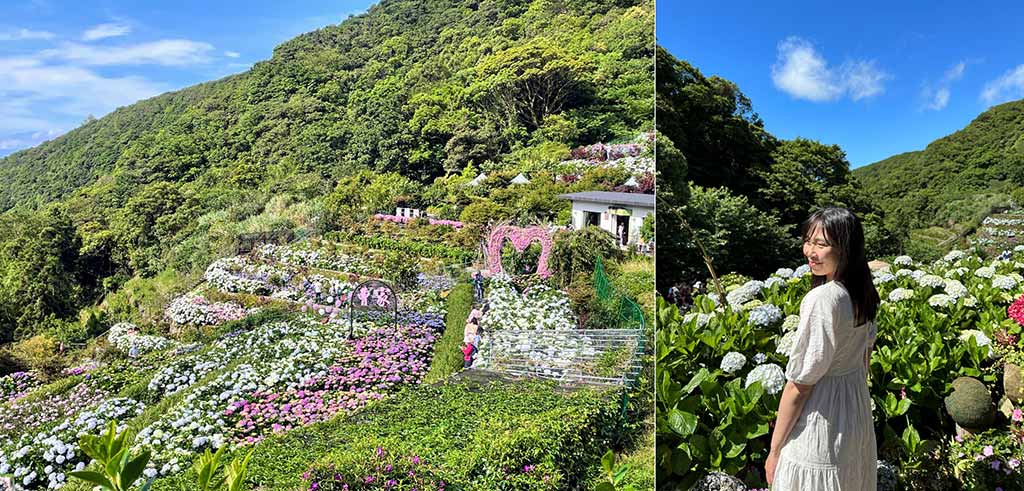 陽明山-曹家-繡球花