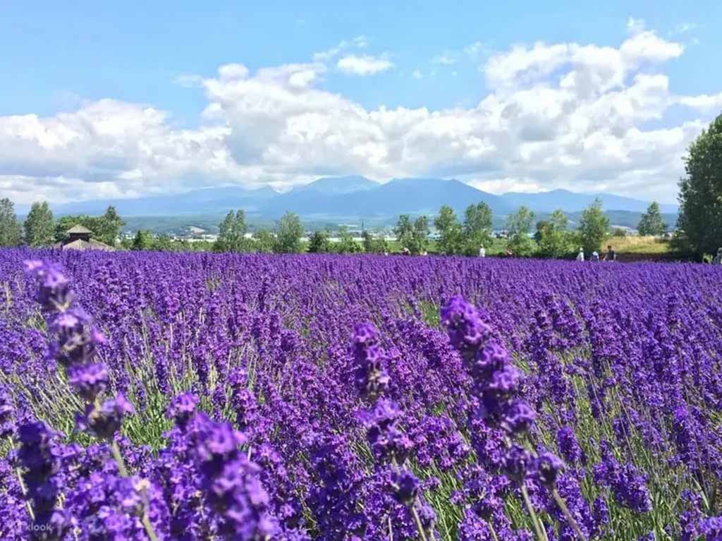 富田農場