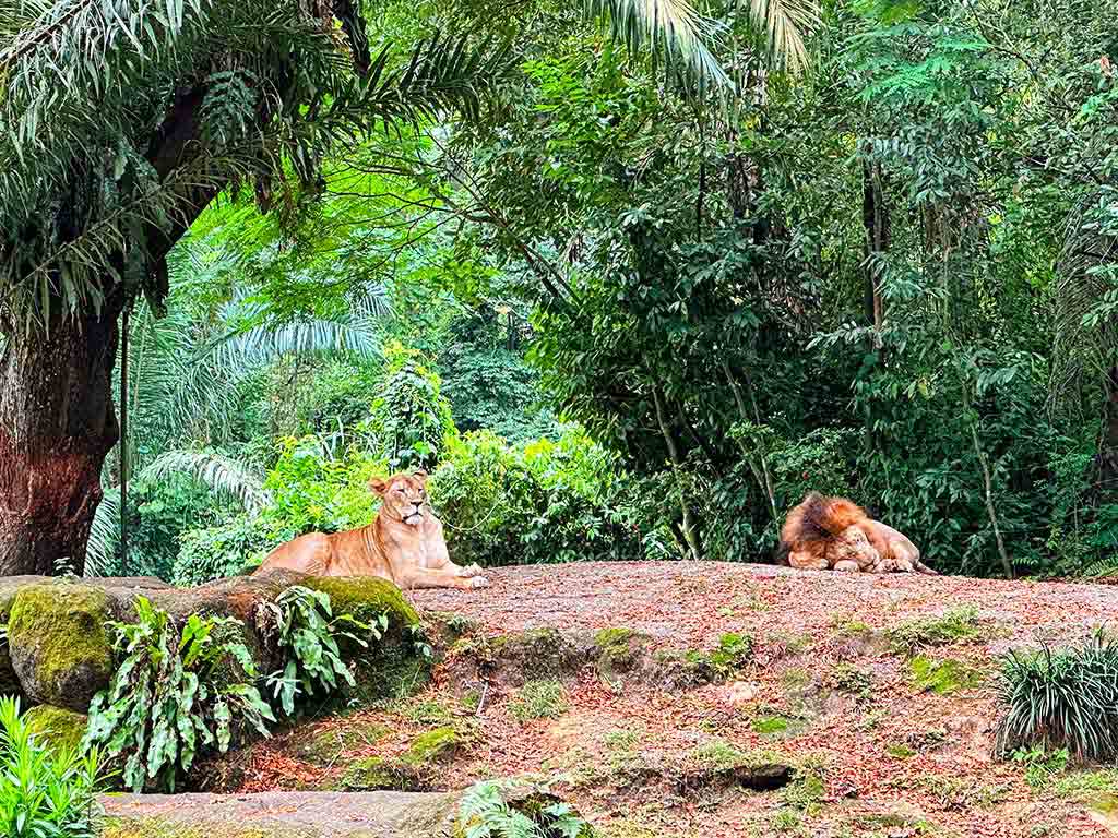 新加坡動物園