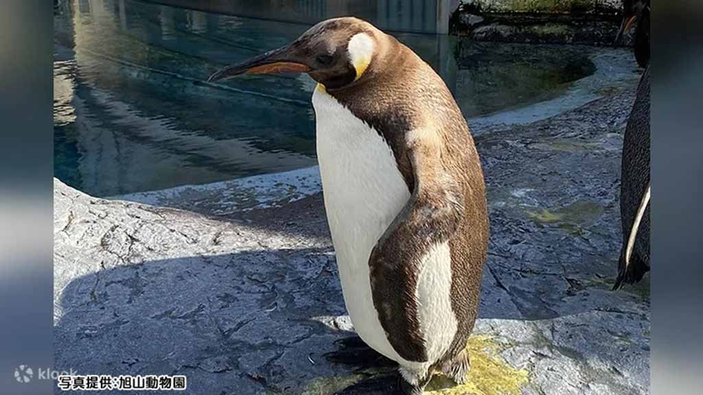 旭山動物園