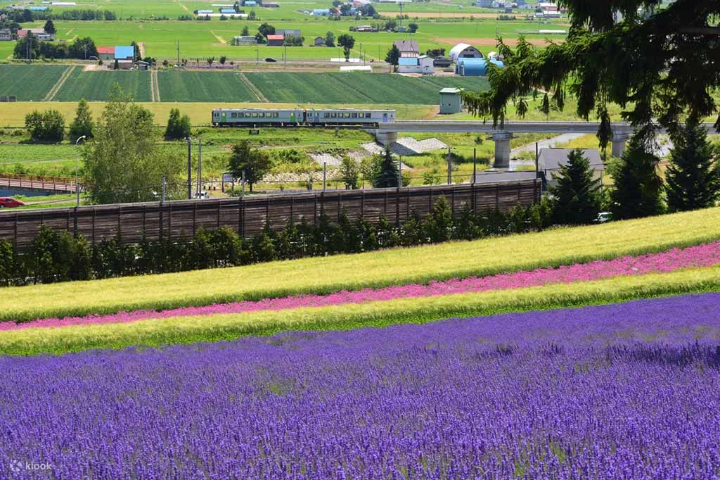 札幌富良野區域鐵路周遊券
