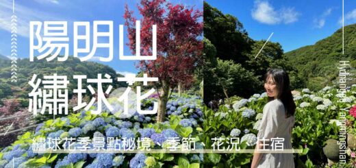 陽明山繡球花