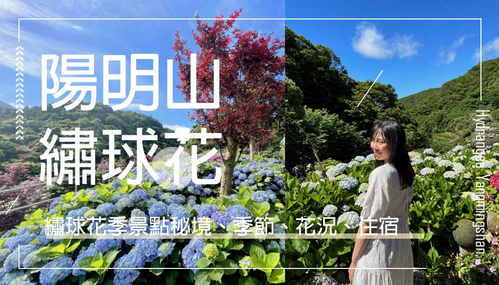 陽明山繡球花