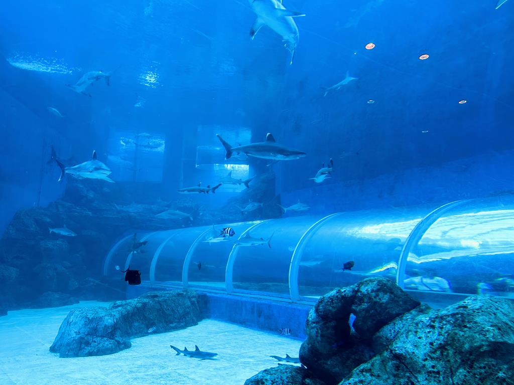 SEA水族館
