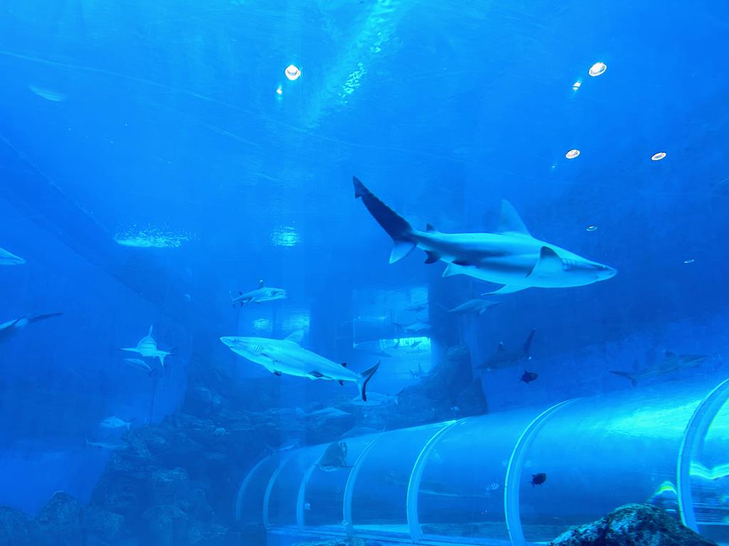 SEA水族館