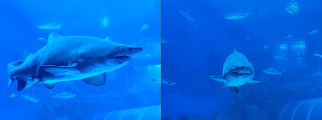 SEA水族館