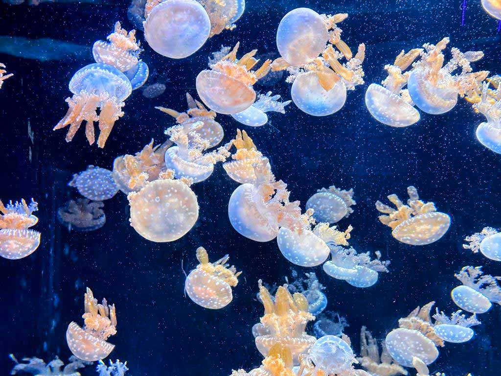 SEA水族館