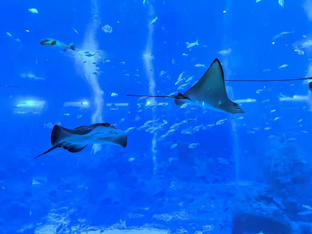 SEA水族館