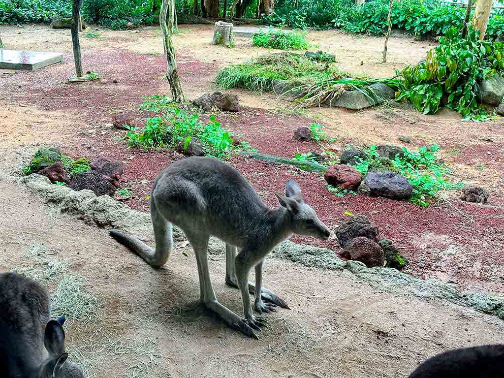 新加坡動物園