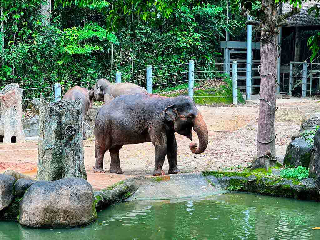 新加坡動物園
