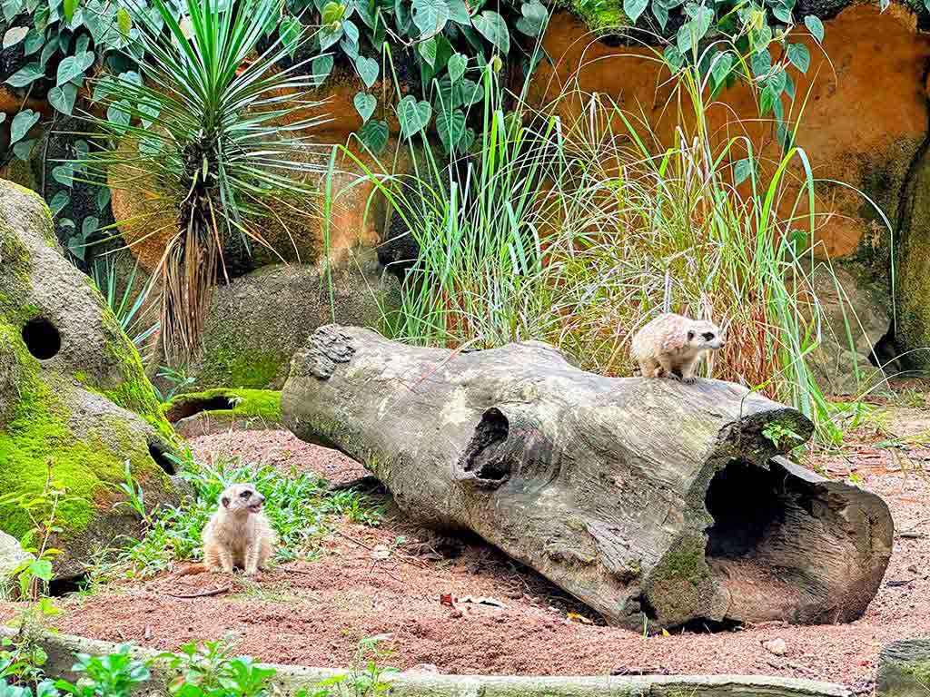 新加坡動物園
