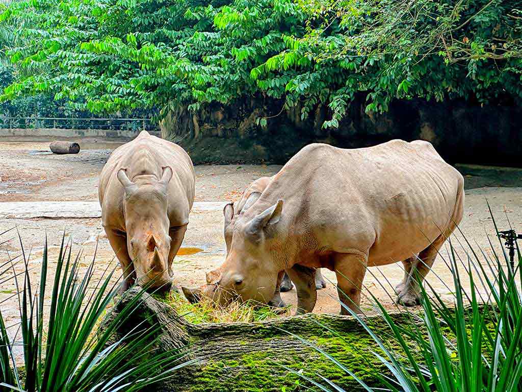 新加坡動物園 白犀牛