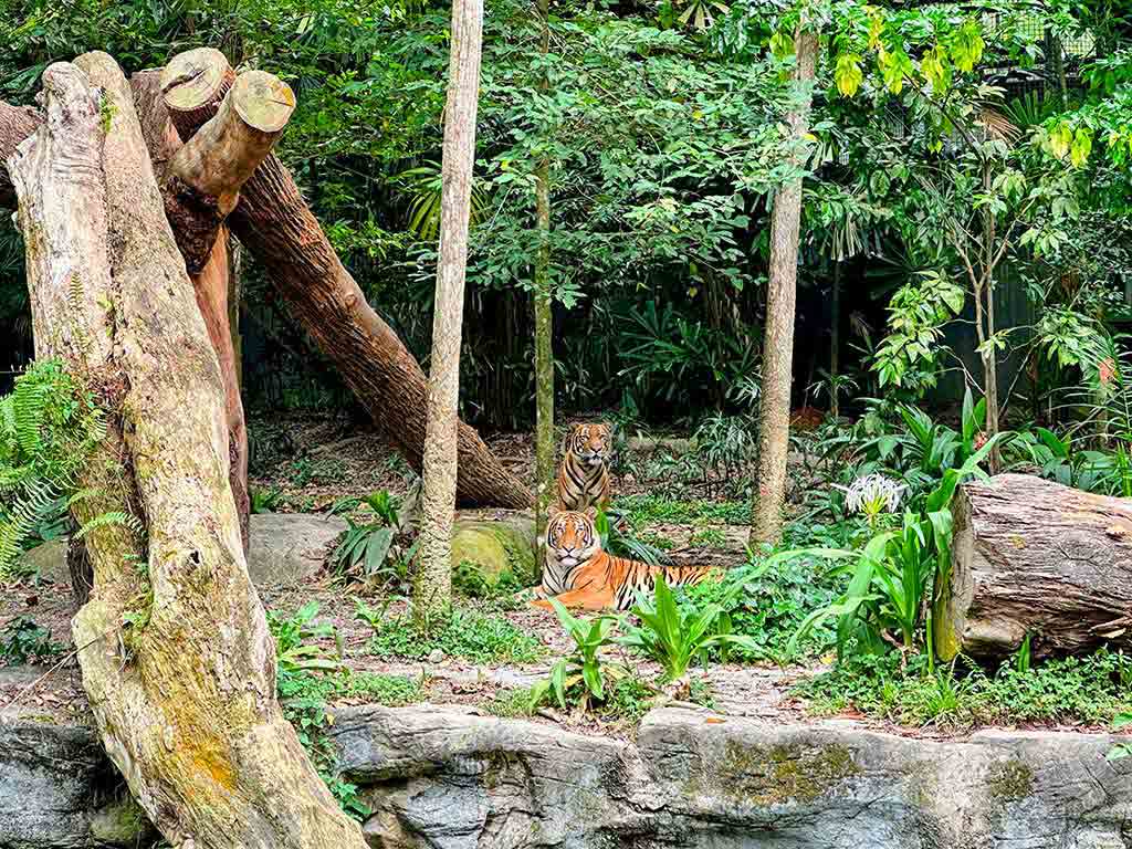 新加坡動物園