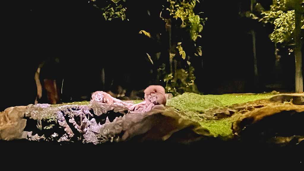 新加坡夜間動物園