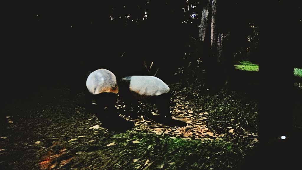 新加坡夜間動物園