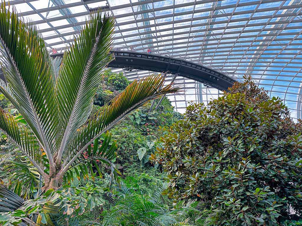 雲霧林 Cloud Forest 