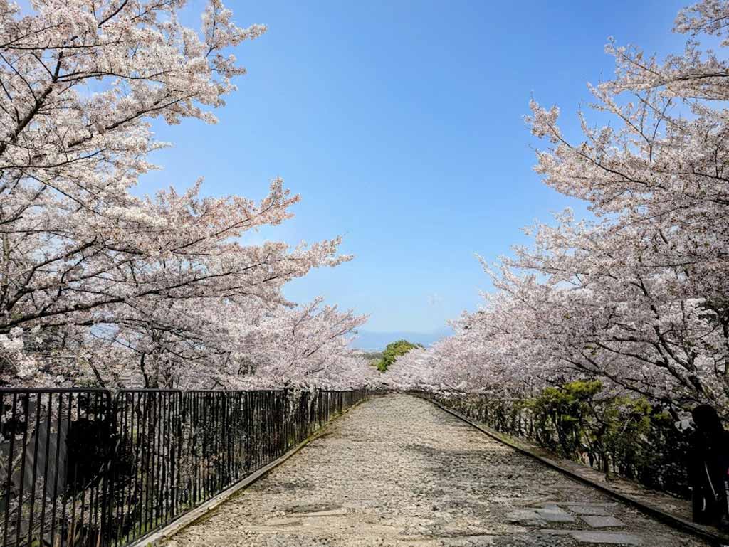 京都賞櫻景點