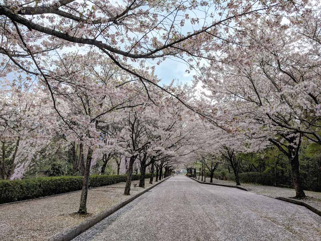 京都賞櫻景點