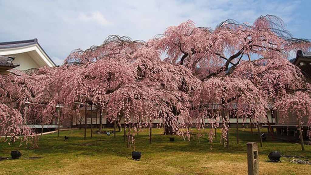 京都賞櫻景點