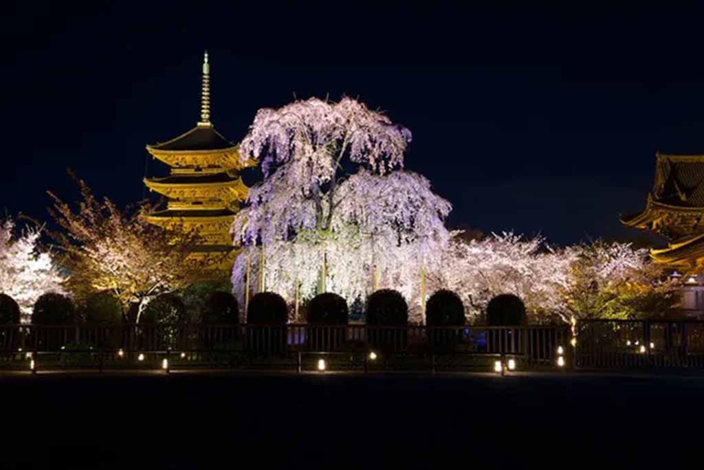 京都賞櫻景點