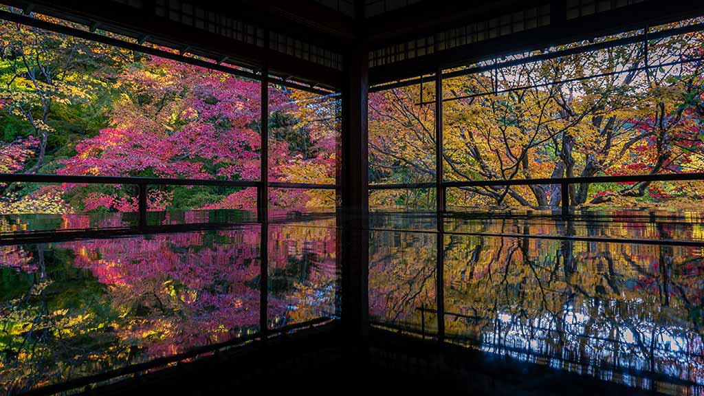 京都賞楓
