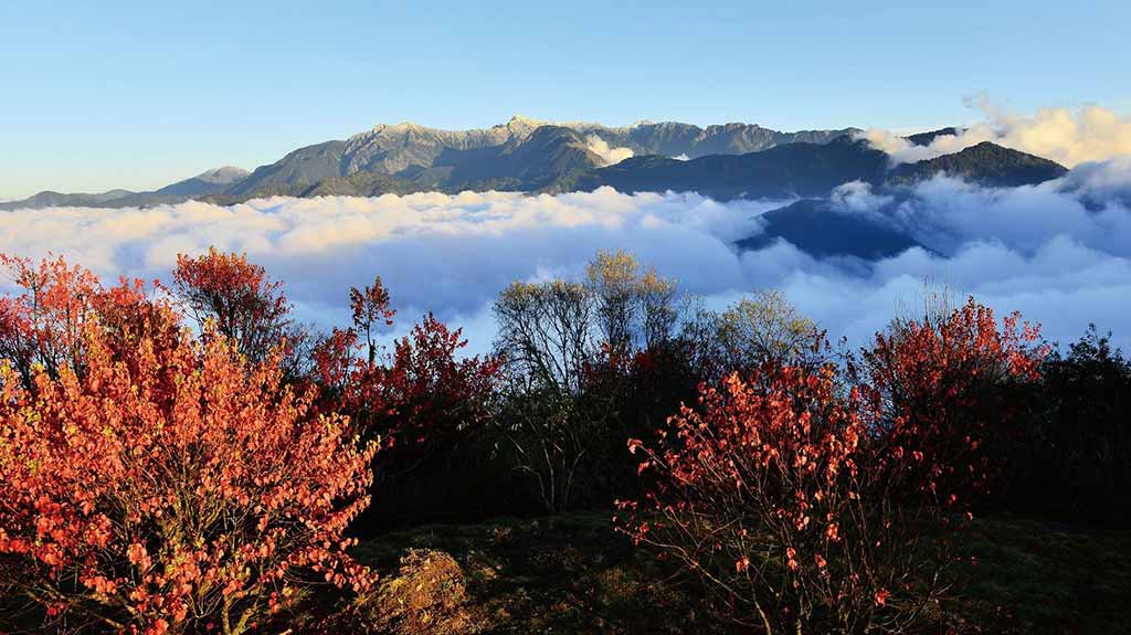 阿里山楓葉