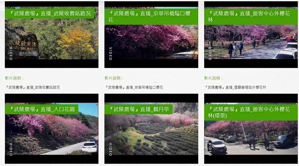 武陵農場櫻花-花況