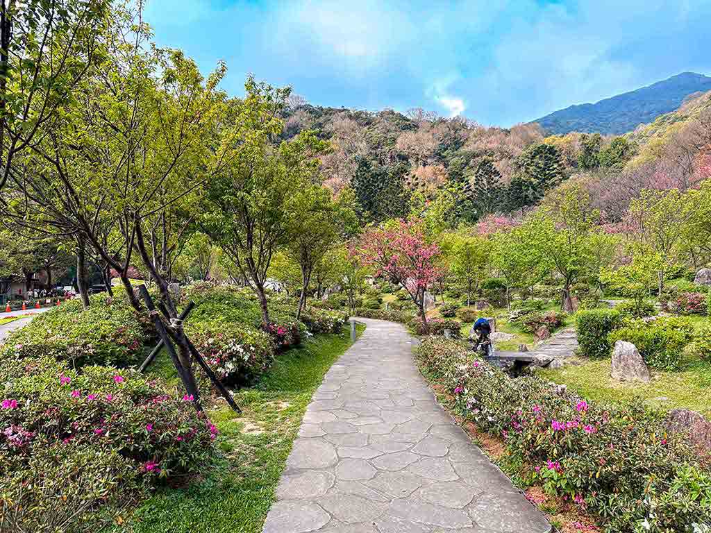 陽明山-杜鵑花