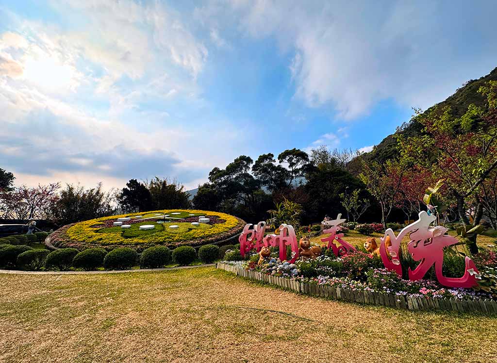 陽明山櫻花