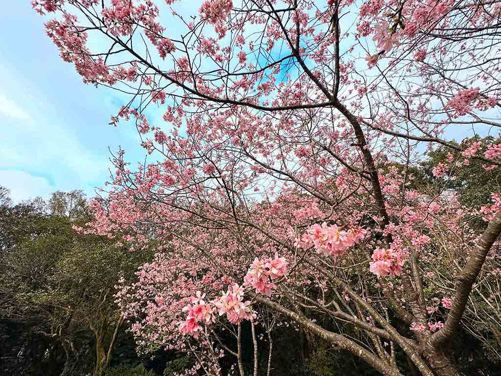 陽明山櫻花