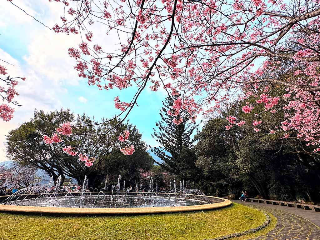 陽明山櫻花