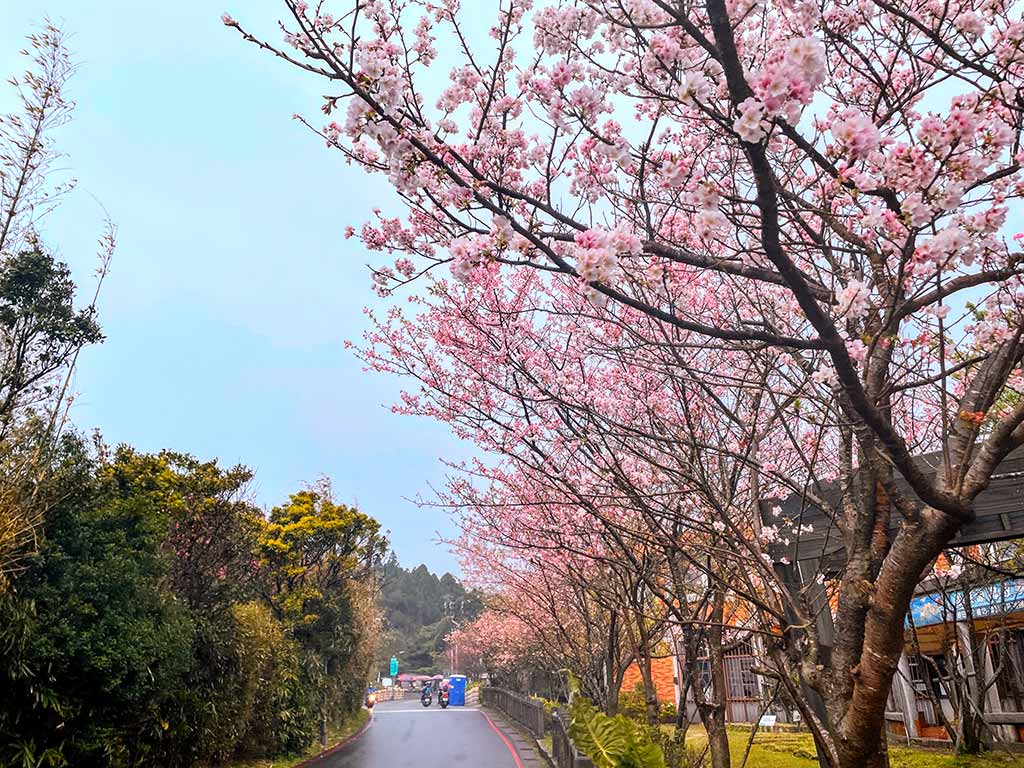 陽明山櫻花