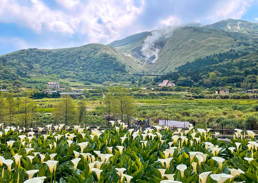 陽明山海芋