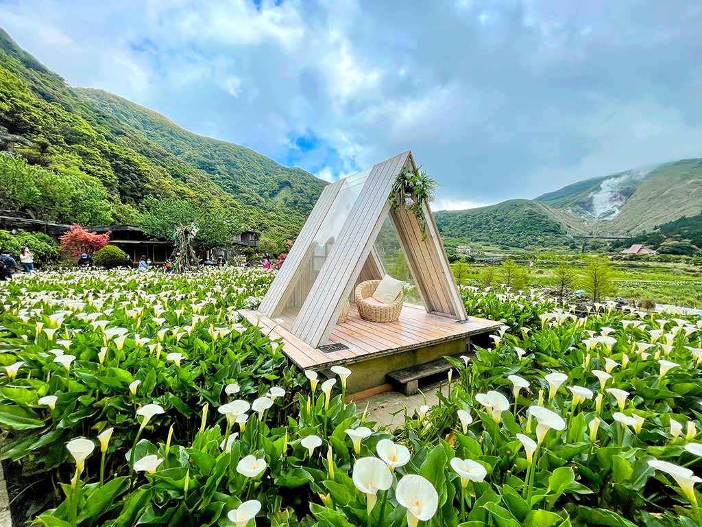 陽明山海芋