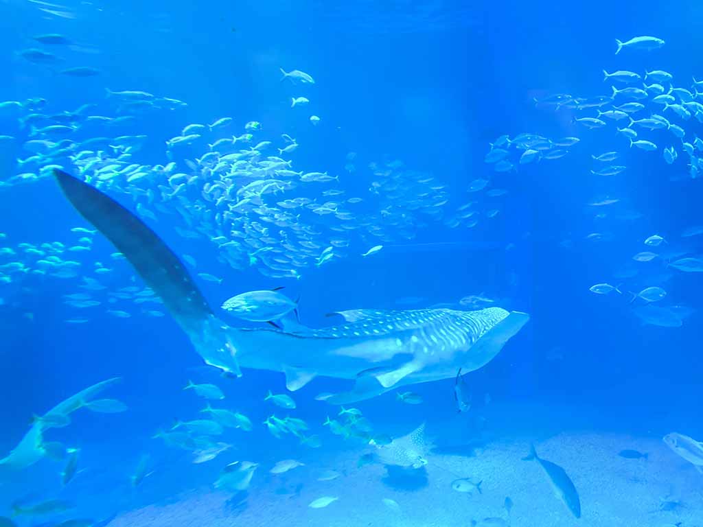 大阪海游館
