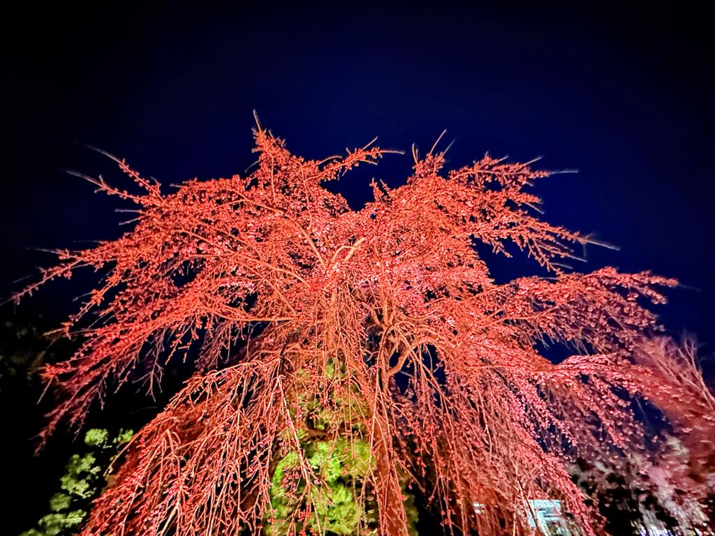 京都櫻花光雕秀-二條城