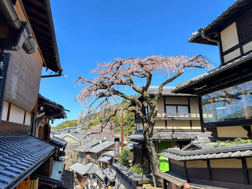 清水寺櫻花