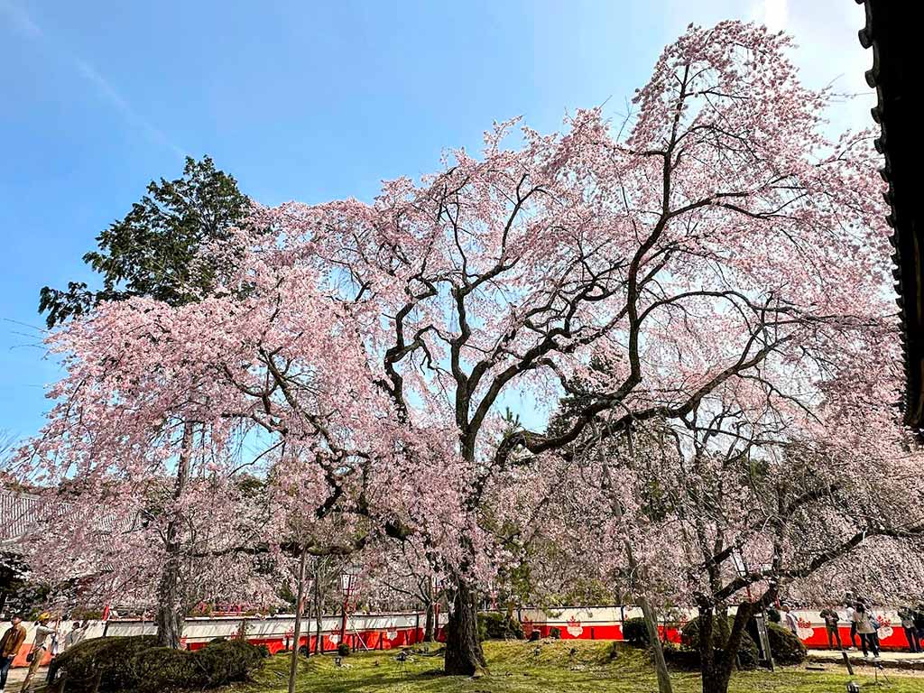 醍醐寺