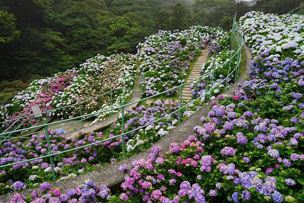 大梯田花卉生態農園