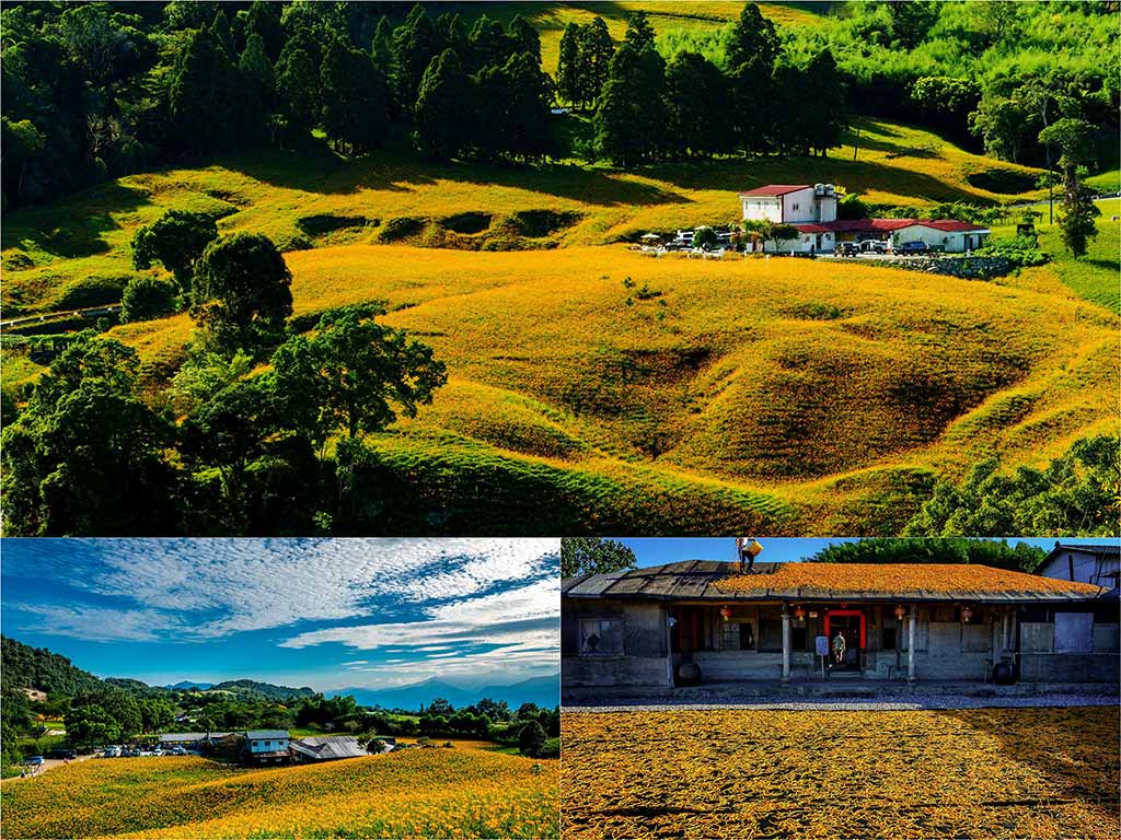 赤科山金針花