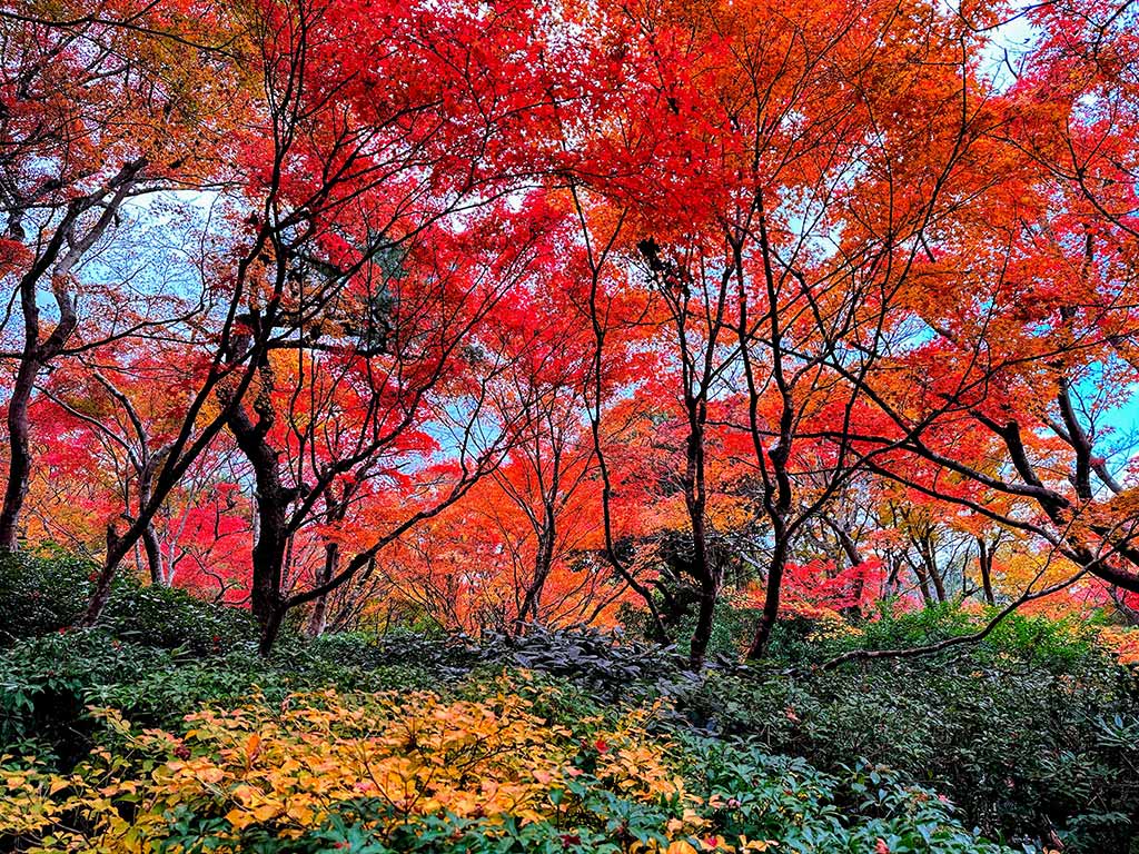 大河內山莊庭園 4