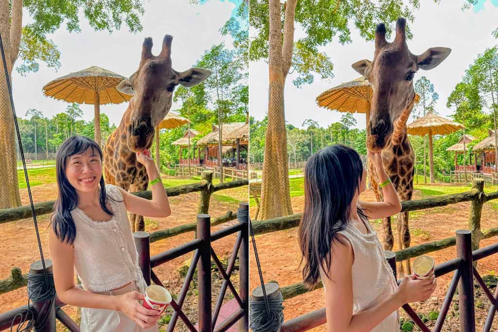 珍珠野生動物園-長頸鹿餵食